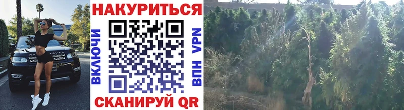 Каннабис Ganja Большой Камень